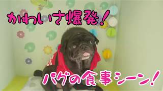 【パグ】パクパク美味しくいただきます🤤［兵庫ペット医療センター トリミング 尼崎 犬動画　］Happy dog glooming