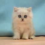 ペルシャ　NO.190611　ペットショップ『ヒラマツケンネル』の子猫