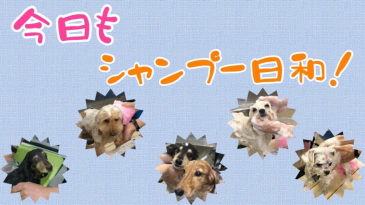 Today Enjoy  Shampoo［兵庫ペット医療センター トリミング 尼崎 犬動画　］Happy dog glooming