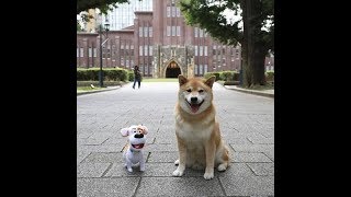 柴犬まる、“日本のペット代表”でハリウッドデビューが決定（ドワンゴジェイピーnews） – グノシー