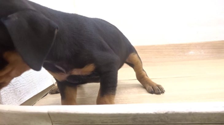 ペットプラザフレンディ　ミニチュアピンシャー　ｒ1-07-125