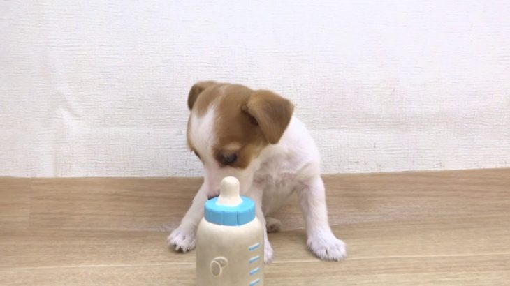 ペットプラザフレンディ　ジャックラッセルテリア　ｒ1-07-143