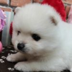 ペットショップ 犬の家 稲毛店 「ポメラニアン♂」「103380」
