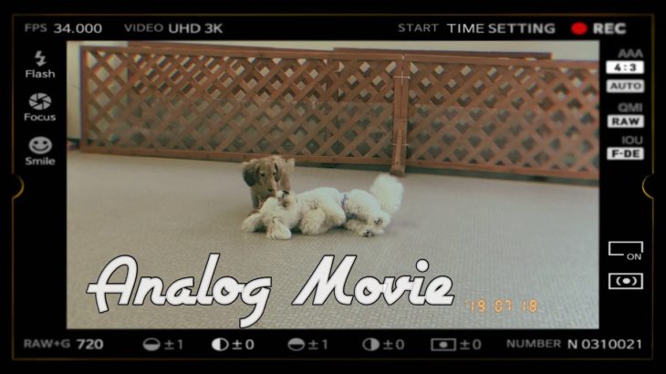 【Analog Movie】友達に会いに行くよ［兵庫ペット医療センター トリミング 尼崎 犬動画　］Happy dog glooming
