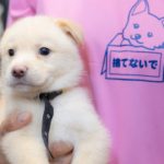 かわいい子犬！ペットショップに行く前に保護犬の譲渡会に行こう♪