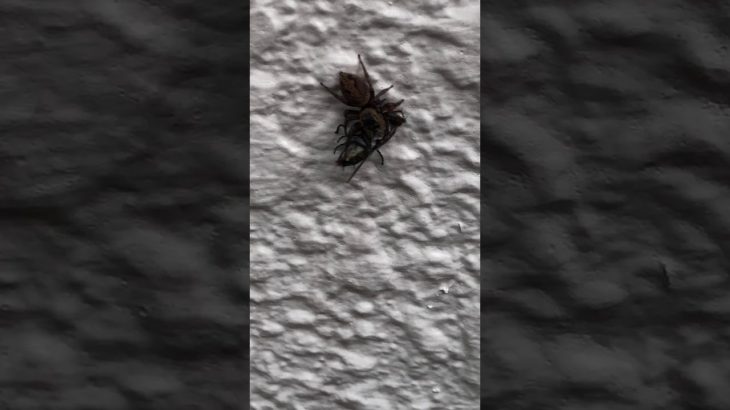 ［衝撃映像］ぴょんぴょんグモのハエ捕食シーン