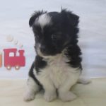 ペットショップ犬の家＆猫の里マークイズ静岡店「104146」「マルチワ」