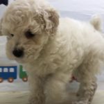 ペットショップ犬の家猫の里マークイズ静岡店「104382　トイプードル」