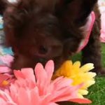 ペットショップ 犬の家 神戸店 「ハーフ犬(チワワ(ロング)×トイ・プードル)」「104504」