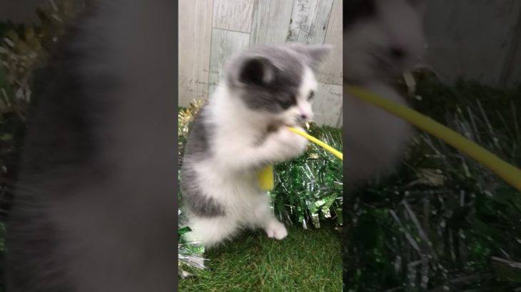 ペットショップ犬の家＆猫の里 イオン小牧店【生体番号104579】【種類スコティッシュ・フォールド】