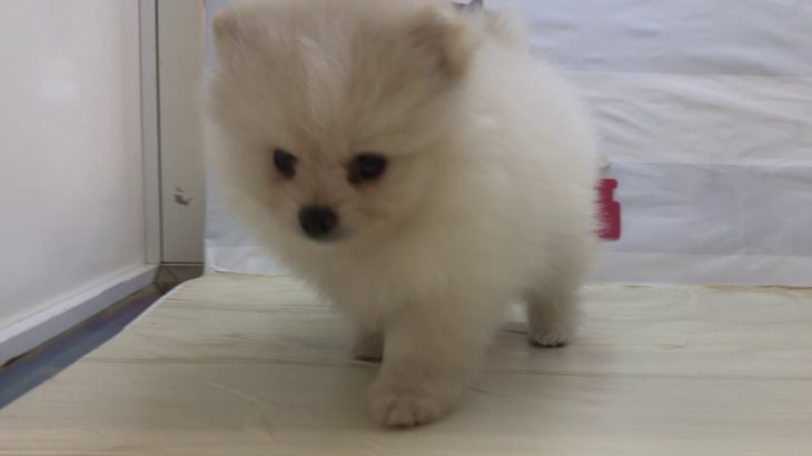 ペットショップ犬の家＆猫の里　マークイズ静岡店　104594　ポメラニアン