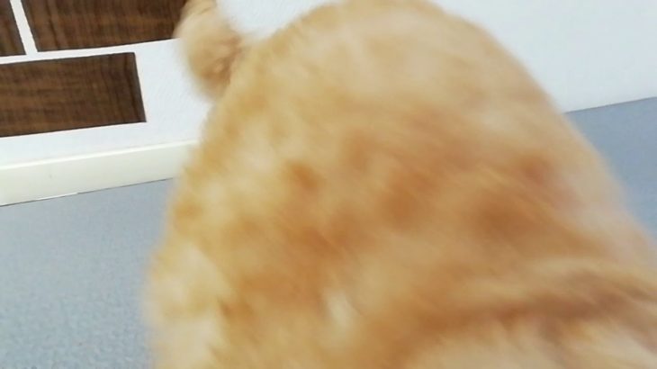 ペットショップ 犬の家 藤枝店 「品種名トイプードル♂」「問い合わせ番号104643」