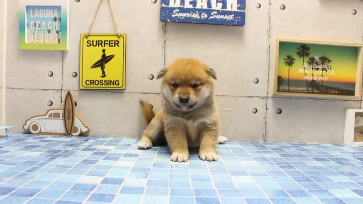 ワンラブ　名古屋市　ペットショップ　169400