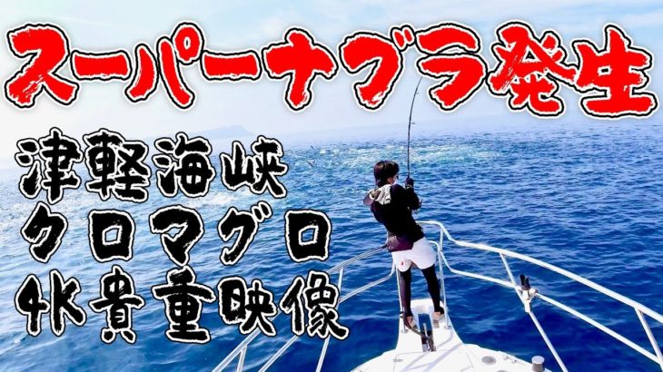 衝撃の貴重4K映像！クロマグロのスーパーナブラ！津軽海峡クロマグロのキャスティングゲーム