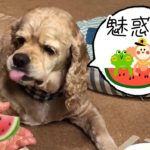 初めて食べるスイカで食レポする犬Aコッカー石松くん  Dog eating watermelon and reporting