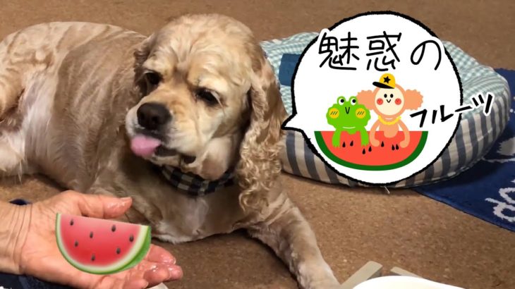 初めて食べるスイカで食レポする犬Aコッカー石松くん  Dog eating watermelon and reporting