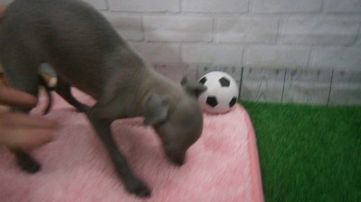 ペットショップCoo&RIKU N00439868 イタリアングレーハウンド