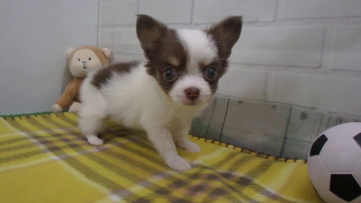 ペットショップCoo&RIKU No00438954 チワワ（ロングコート）