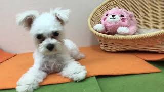 ペットショップCoo&RIKU　マルチーズ　432616