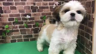 ペットショップCoo&RIKU　No.427843シーズー