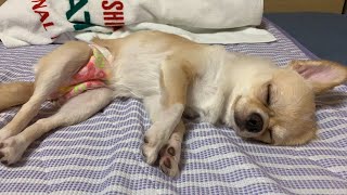 🔴[LIVE#10]お盆の夜更かしみるくライブ【dog】【puppy】【Chihuahua】【ペット動画】