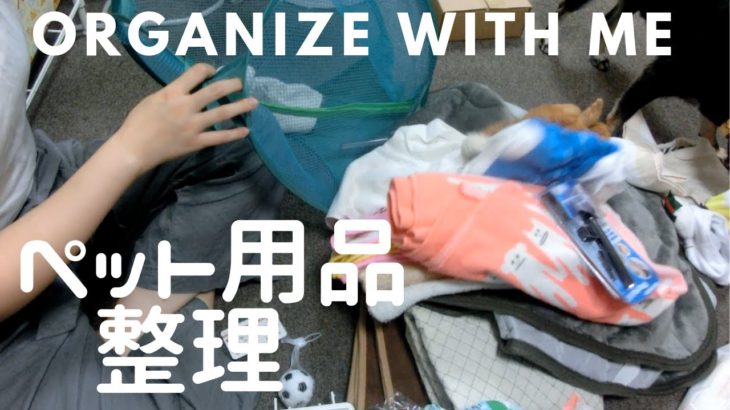 Organize with me ｜ペット用品の整理｜Organize with me ｜柴犬 Sumiko