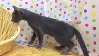 ペットショップcoo&riku No.422832