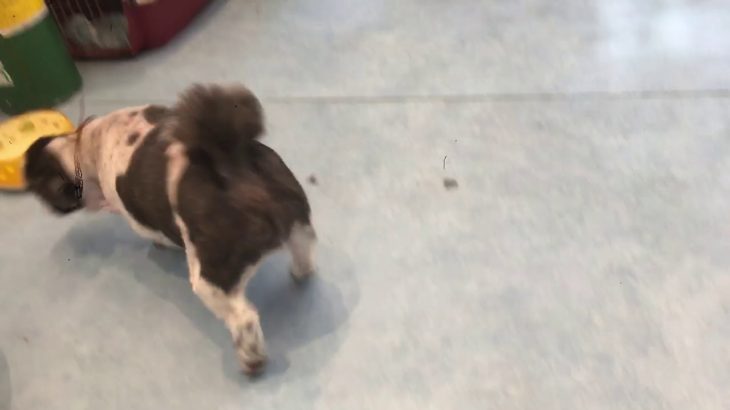 hinata ペットホテル 2019/08/24 ももちゃん