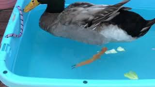 ペットの合鴨、水浴び
