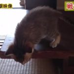 【戦慄の瞬間】子猫絶体絶命の衝撃映像
