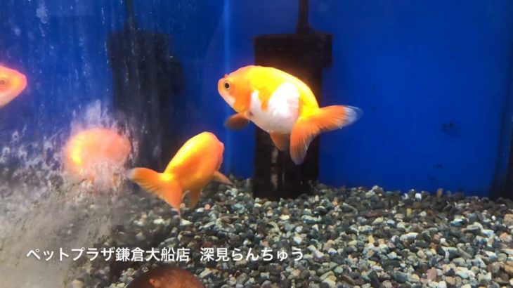 ペットプラザ鎌倉大船店 深見らんちゅう