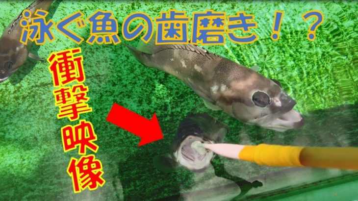 【衝撃映像】泳いでいる魚の歯磨きをやってみた！