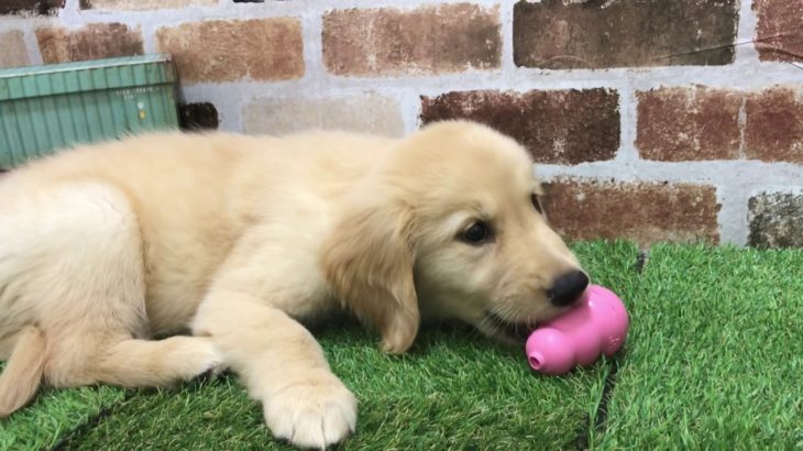 ペットショップ犬の家　精華店　ゴールデン♀
