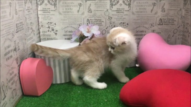 ペットショップ 犬の家 みなと店 「スコティッシュ・フォールド」「104962」