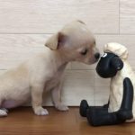105059 ハーフ犬（マルチーズ×チワワ） ペットショップ犬の家＆猫の里 豊川インター店