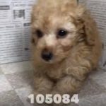 ペットショップ　犬の家　加古川店「ハーフ」「105084」