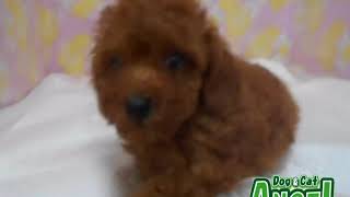 1908037  【ペットショップ エンゼル】お薦めの子犬・子猫