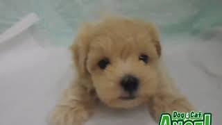 1908110 【ペットショップ エンゼル】お薦めの子犬・子猫