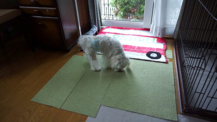 20190918　朝フランちゃんが来ました。ペットホテル「ラルゴ」盛岡