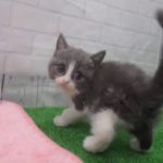 ペットショップCoo&RIKU No00441588 ブリティッシュショートヘアー