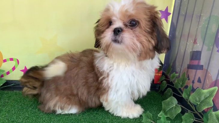 ペットショップCoo&RIKU　NO.432091　シーズー