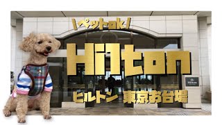【Hilton】ペットも泊まれる！ヒルトン東京お台場に初宿泊！《チャチャ丸｜保護犬プードルとキャバリア》
