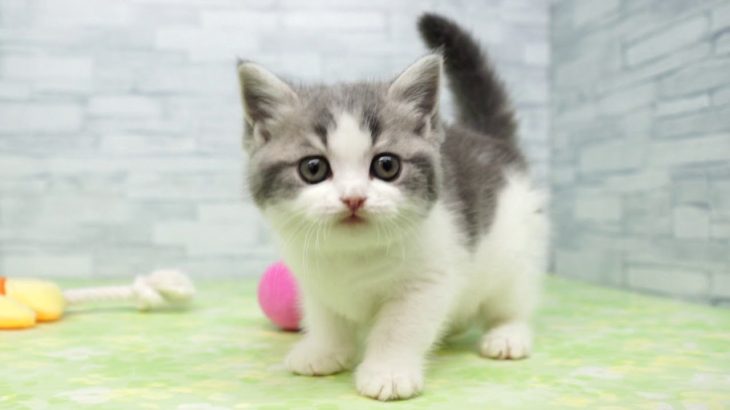 【きくちペット】 仔犬仔猫 No.19308　スコティッシュ・フォールド（立耳タイプ）