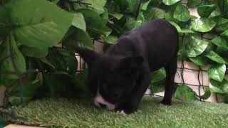 ペットショップcoo&riku No.435805