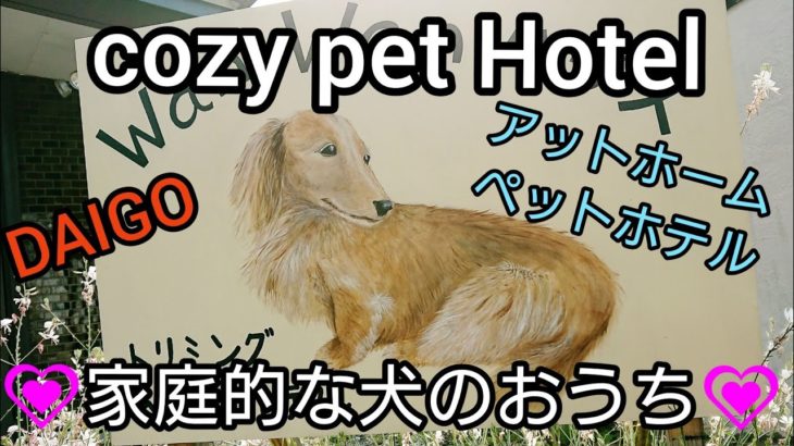 家庭的なペットホテルとドッグラン cozy pet Hotel and dog park  ”Homely dog only house” アットホーム 犬の宿  チワワ犬