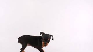 ペットの専門店コジマ