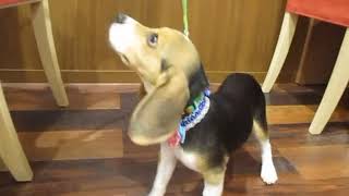 ペットの専門店コジマ