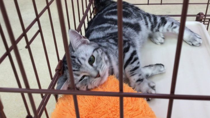 ペットショップ 犬の家 藤枝店 アメリカンショートヘア♀