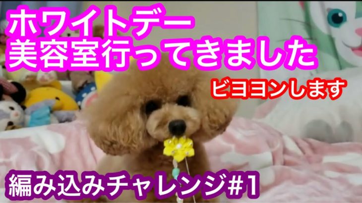 【シエル＆リジー】ホワイトデーにペットサロンで編み込みしてもらいました【トイプードル　マルプー】