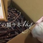 【商品紹介】リンゴのかじり技（木）１Ｋｇです。